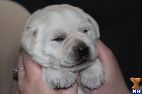 Puppies in MN
